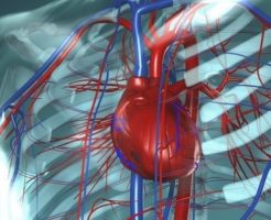 1b6d697adf258bab9bf8528c7bd71080 246x200 - 心臓「血液の流れ」の順番、役割を簡単解説！